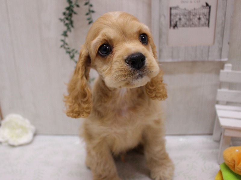 アメリカンコッカースパニエル25-1126