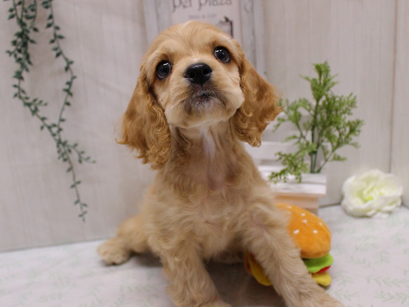 アメリカンコッカースパニエル25-1126