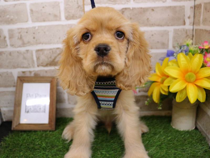 アメリカンコッカースパニエル25-1130