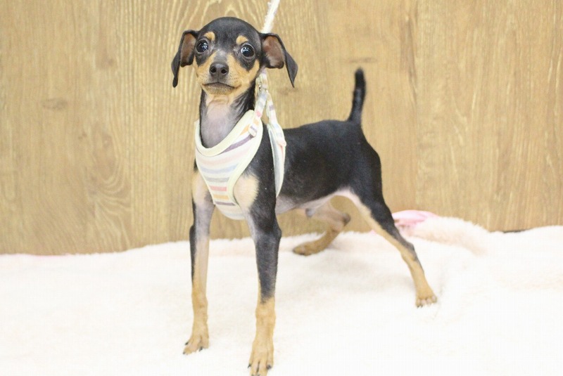 ミニチュアピンシャー25-1213