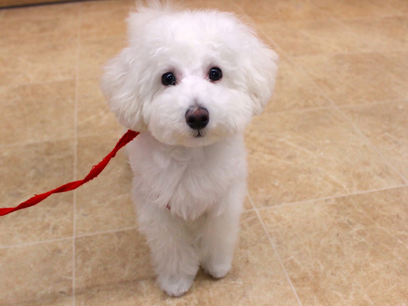 ちょっと加古川店の天使を見て下さい(*‘ω‘ *)