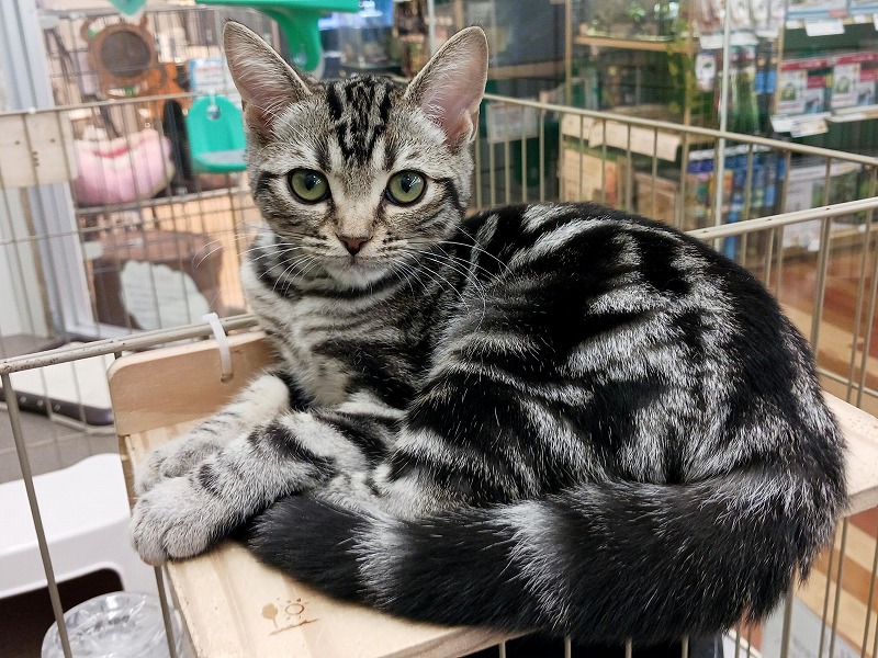 アメリカンショートヘア25-1239