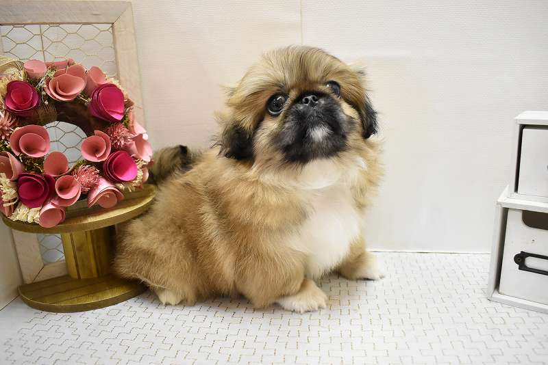 ペキニーズ25-1215