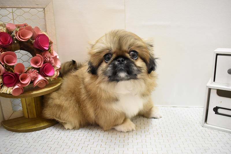 ペキニーズ25-1215