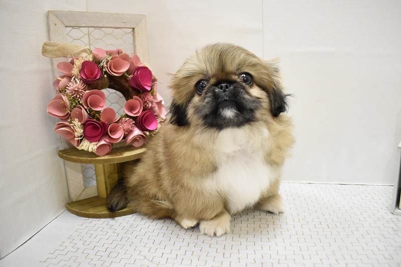 ペキニーズ25-1215