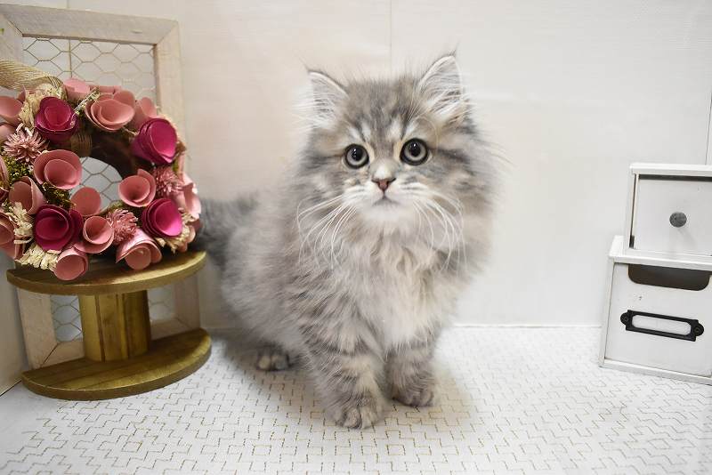 🐱サイベリアンくん♪