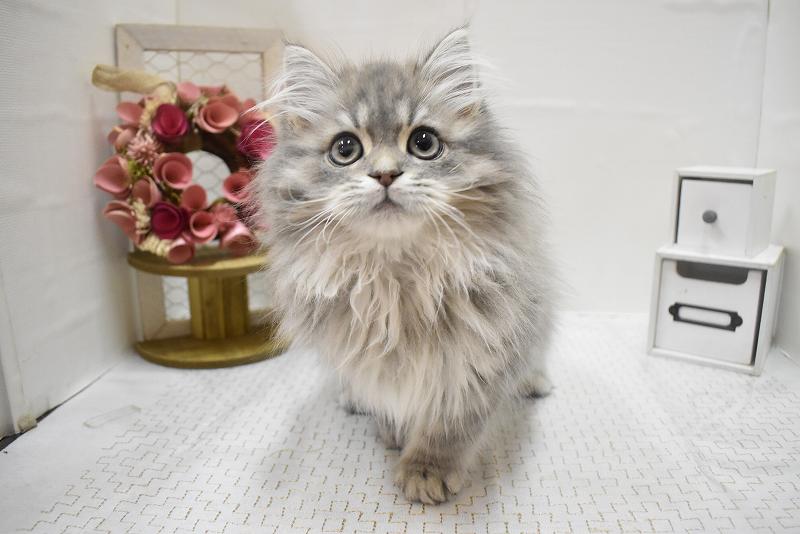 サイベリアン25-1227