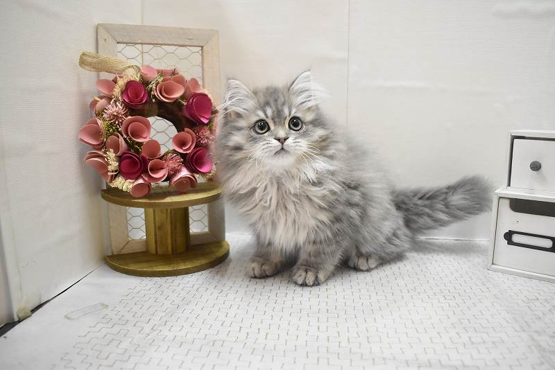 サイベリアン25-1227