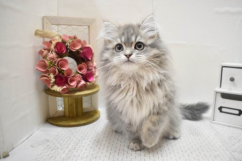 サイベリアン25-1227