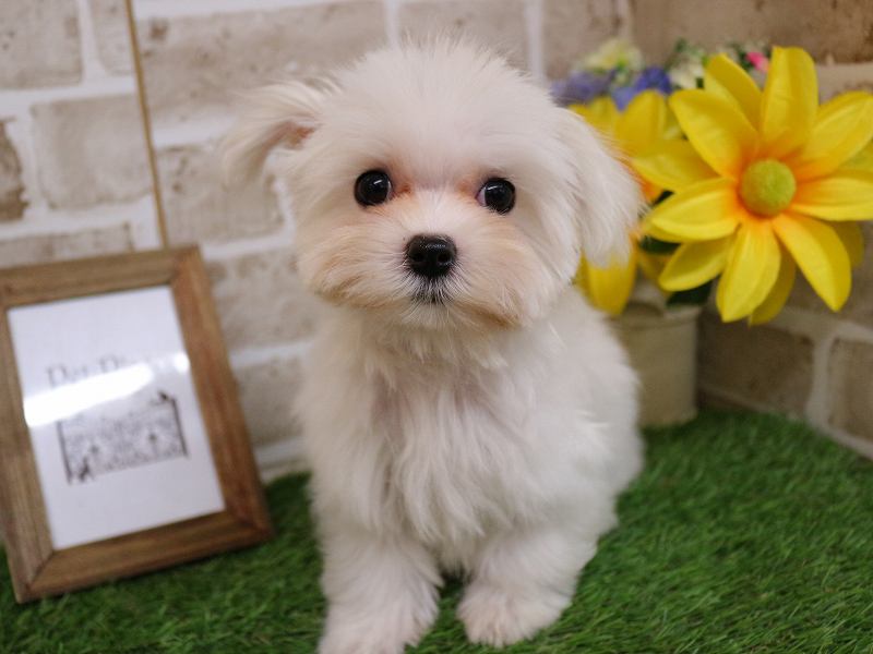 マルチーズ25-1235