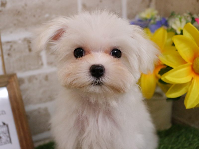 マルチーズ25-1235