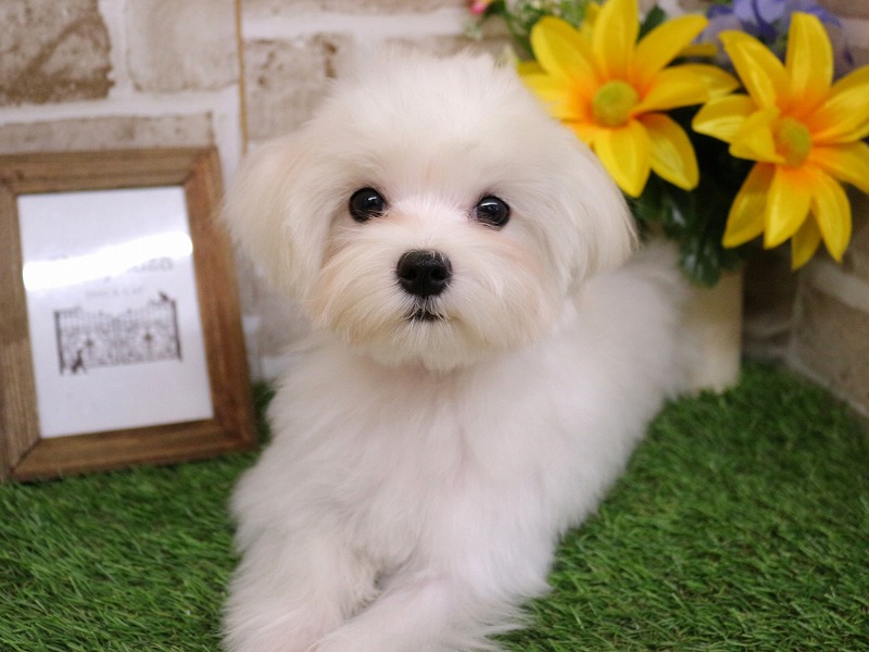 マルチーズ25-1235