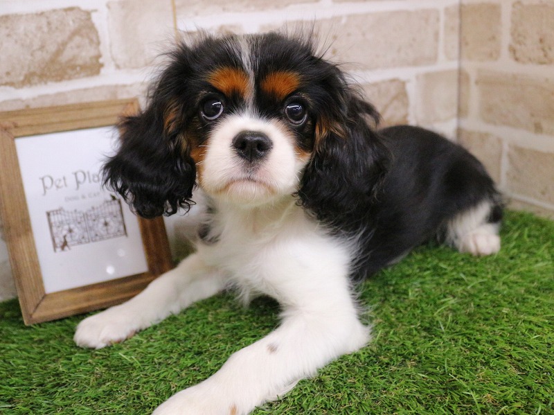 キャバリアキングチャールズスパニエル25-1241