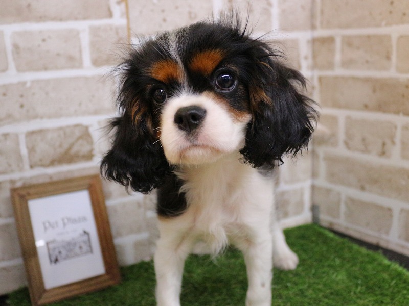 キャバリアキングチャールズスパニエル25-1241