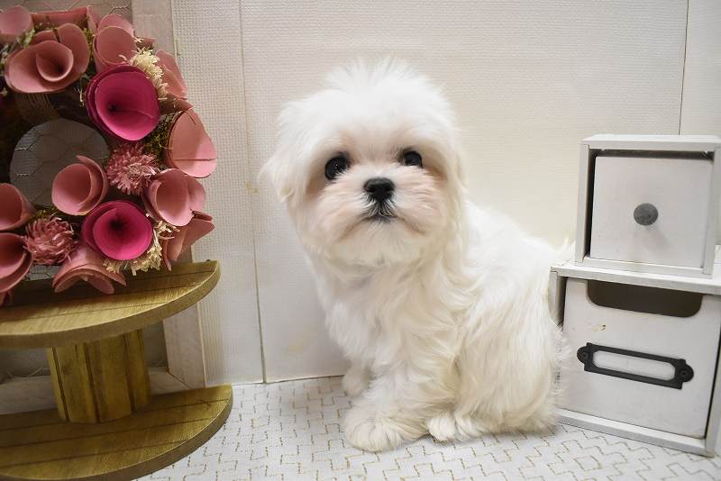 マルチーズ25-1270