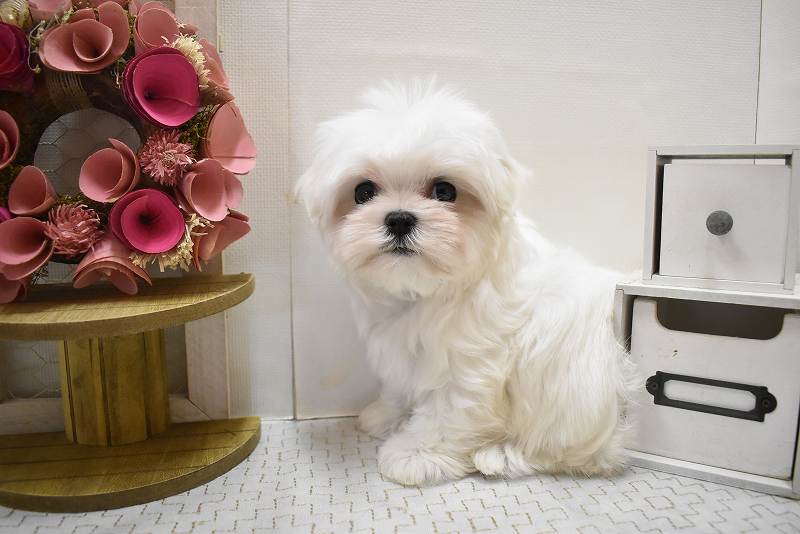 マルチーズ25-1270