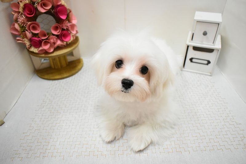 マルチーズ25-1270