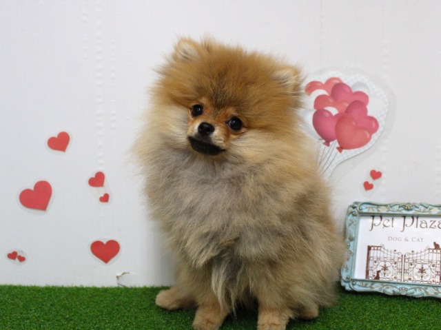 ポメラニアン25-1272