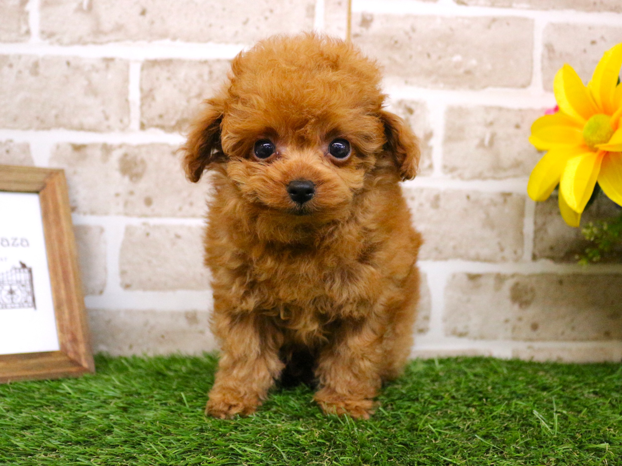 トイプードル25-1278