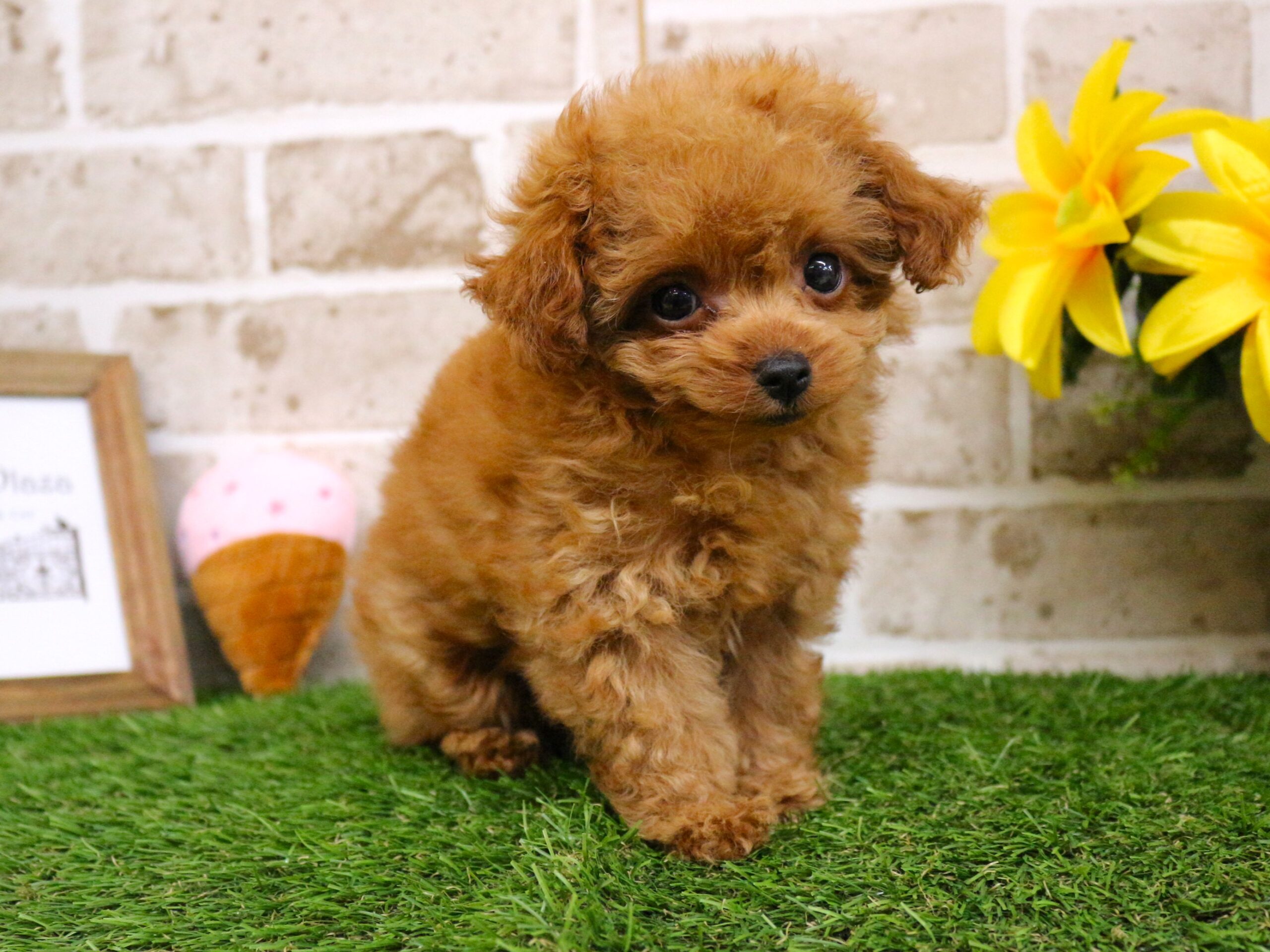 トイプードル25-1278