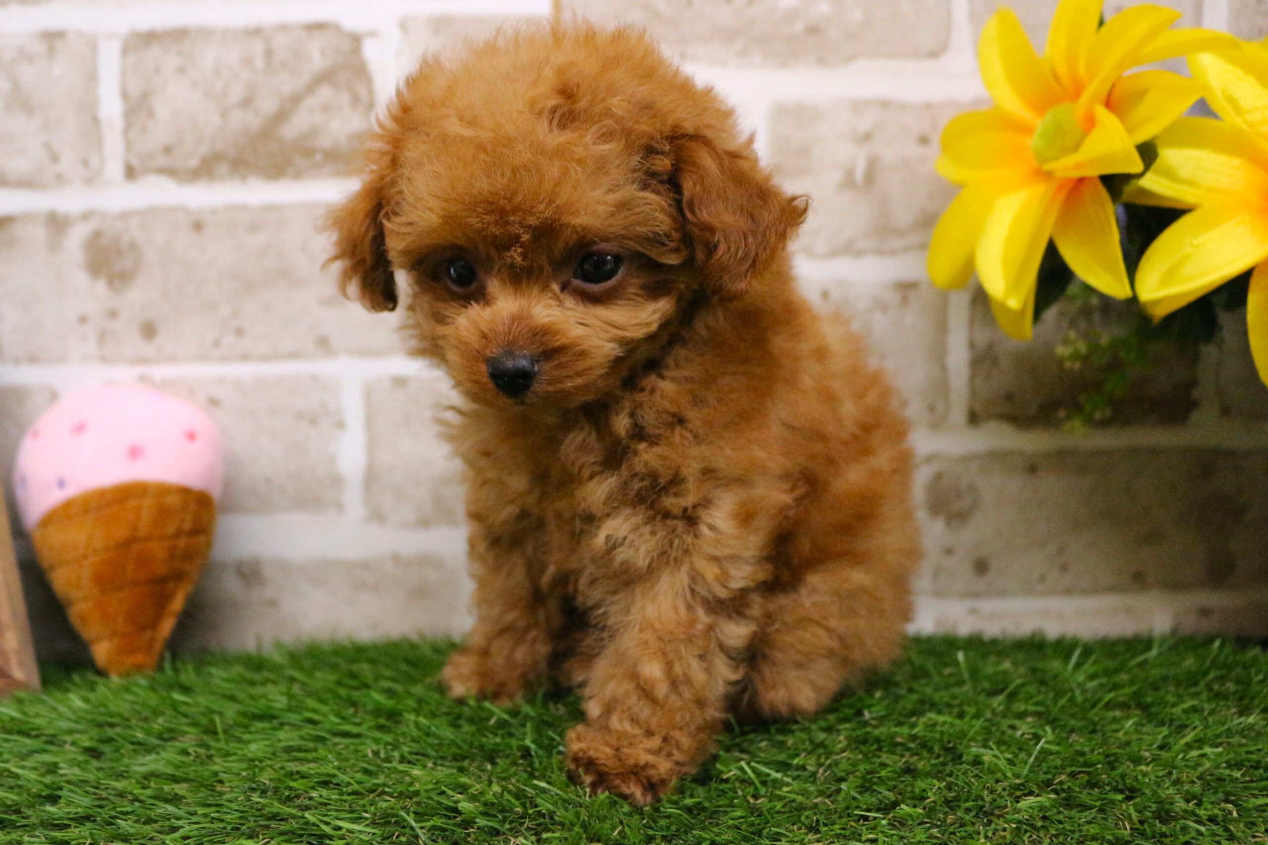 トイプードル25-1278