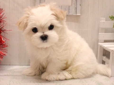 マルチーズ25-1282