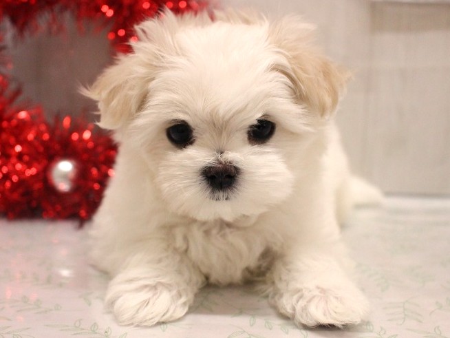 マルチーズ25-1282