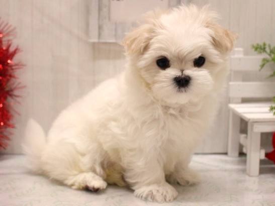 マルチーズ25-1282