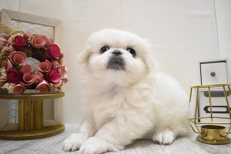 ペキニーズ25-1295