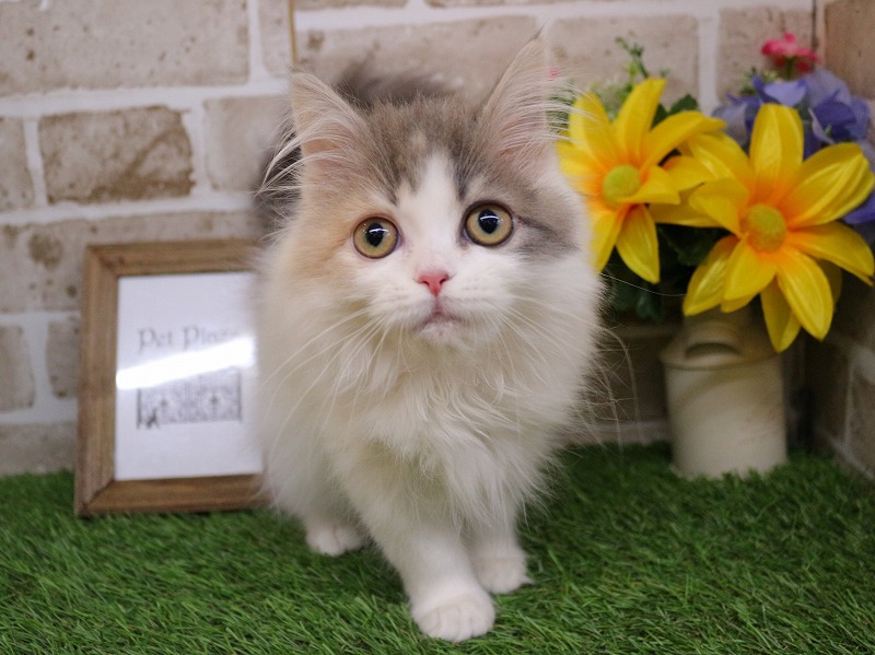 サイベリアン25-1305