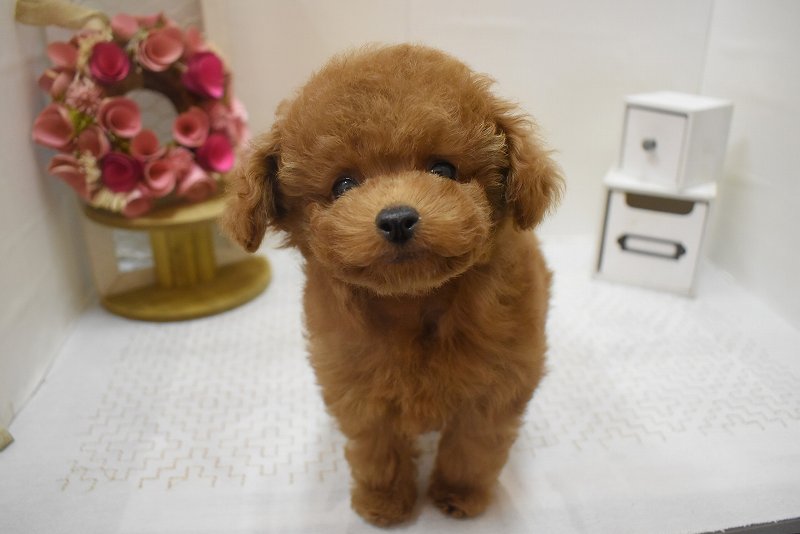 トイプードル25-1310