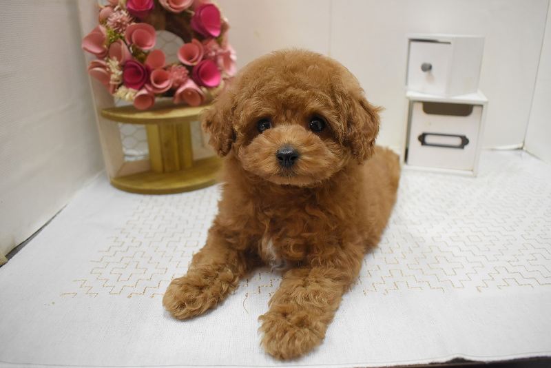 トイプードル25-1317