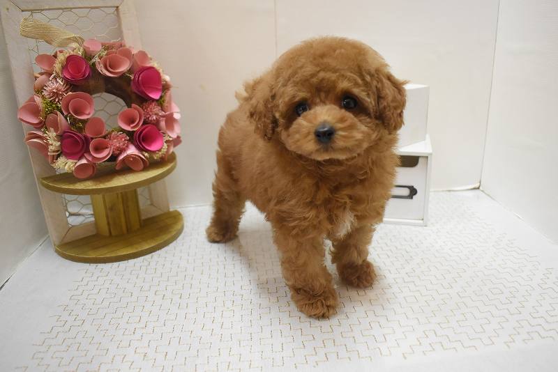 トイプードル25-1317