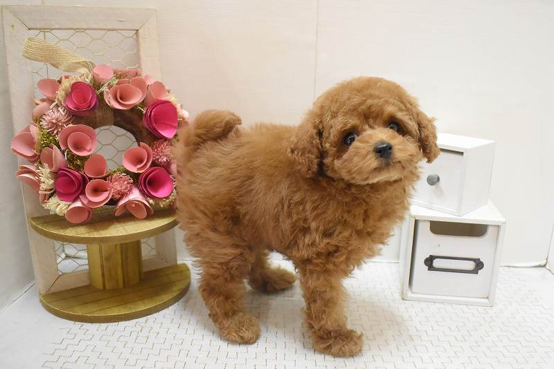 トイプードル25-1317