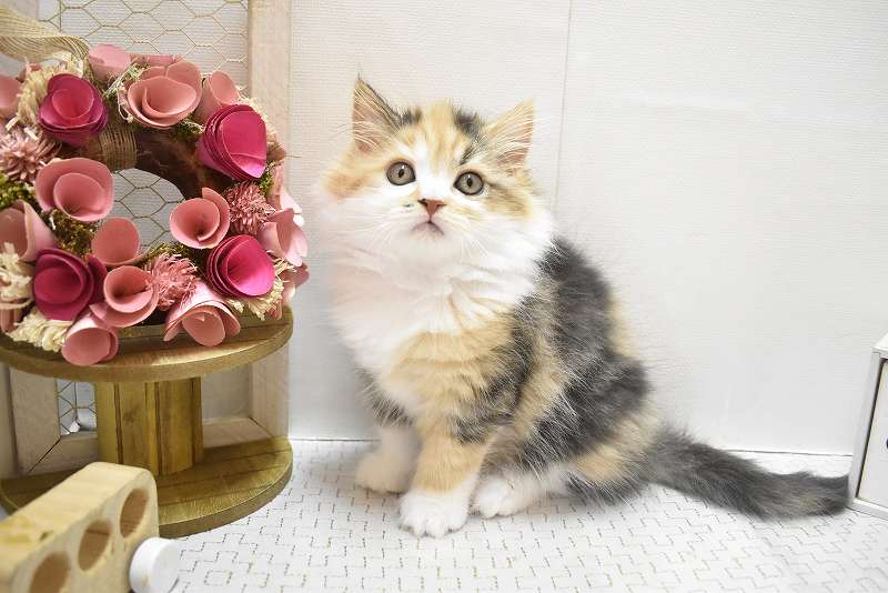 スコティッシュフォールド25-1332