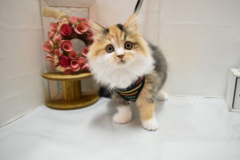 スコティッシュフォールド25-1332