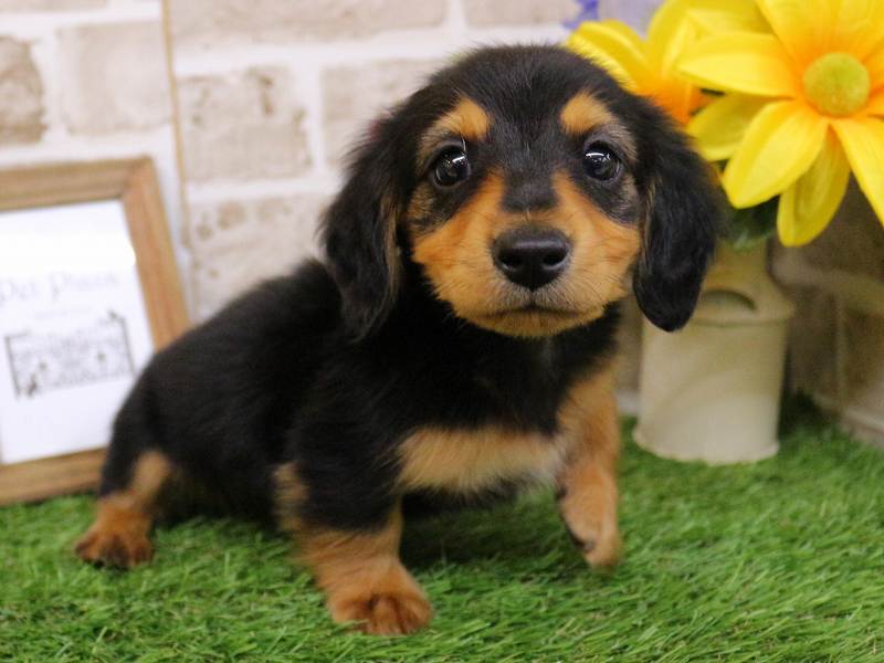 ミニチュアダックスフンド25-1346