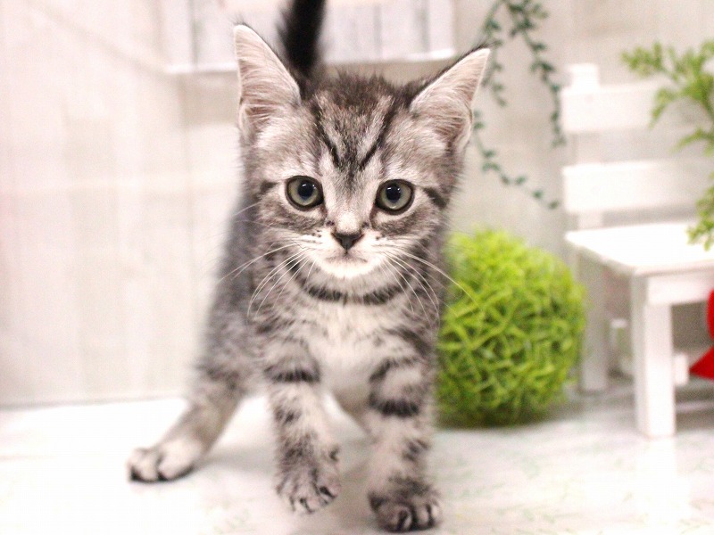 アメリカンショートヘアー25-1347