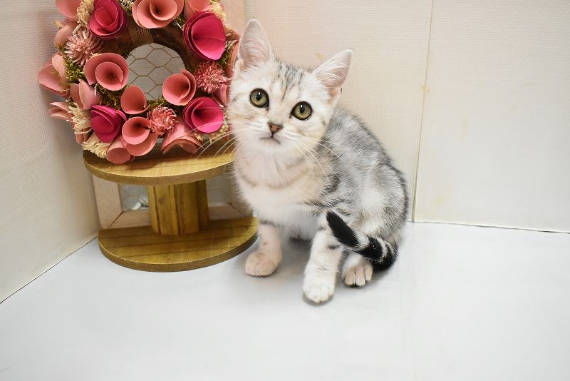 アメリカンショートヘア25-1348