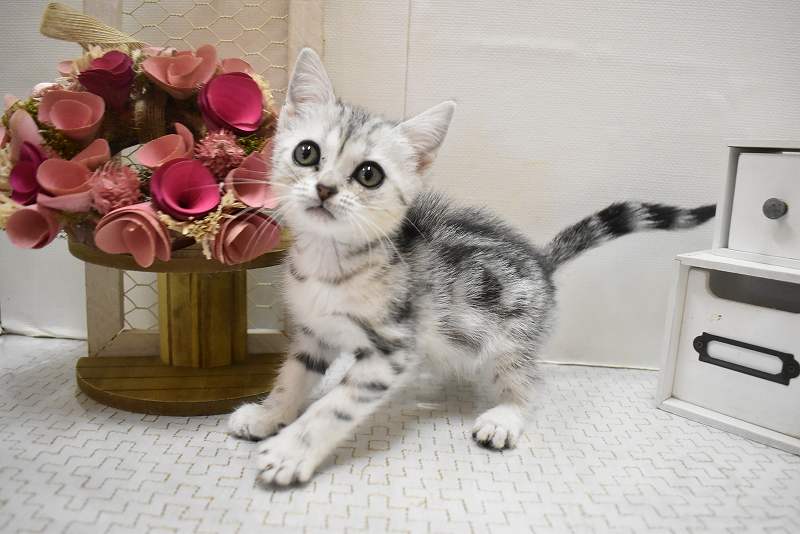 アメリカンショートヘア25-1348