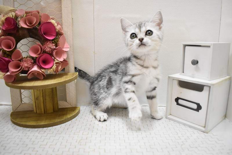 アメリカンショートヘア25-1348