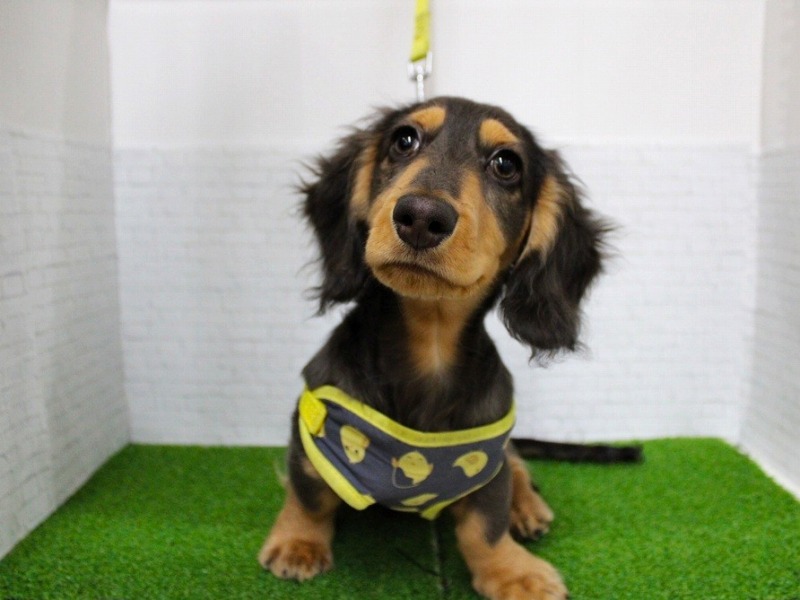 ミニチュアダックスフンド25-1293