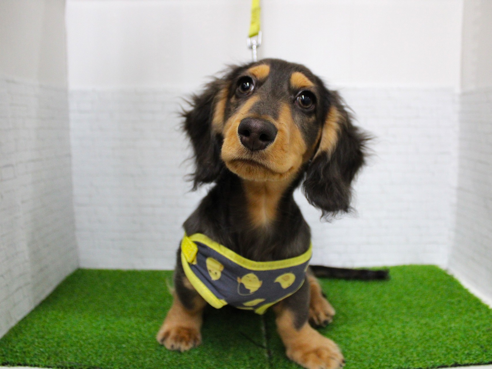 ミニチュアダックスフンド25-1293