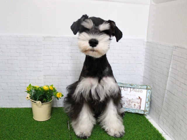 ミニチュアシュナウザー25-1232