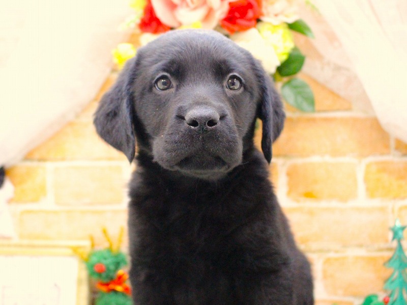 ラブラドールレトリバー25-1298