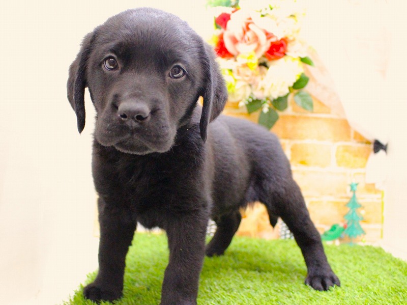 ラブラドールレトリバー25-1298