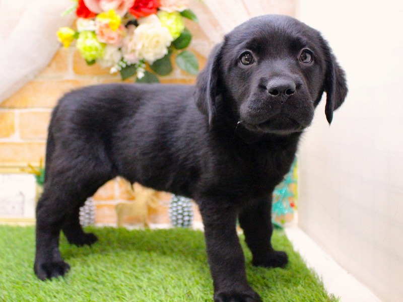 ラブラドールレトリバー25-1298