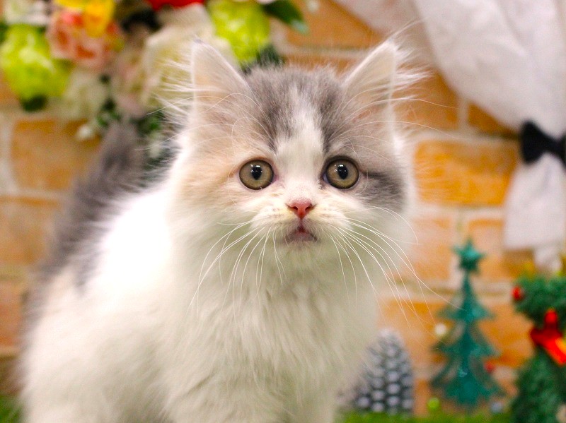 サイベリアン25-1305