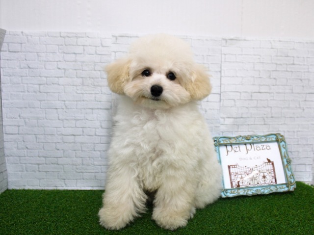 トイプードル26-0072