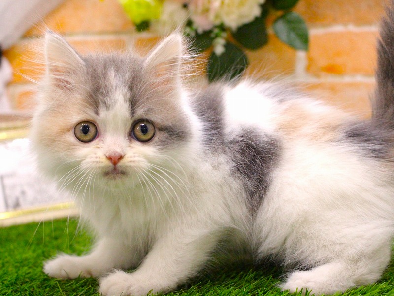 サイベリアン25-1305